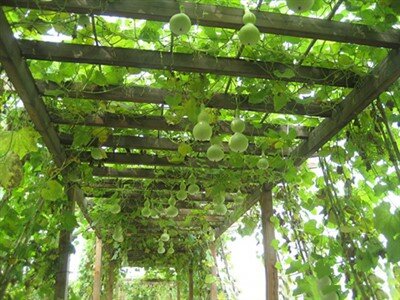 瓜類(lèi)種植場(chǎng)