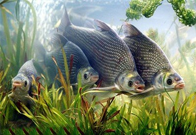 水產(chǎn)品養(yǎng)殖基地