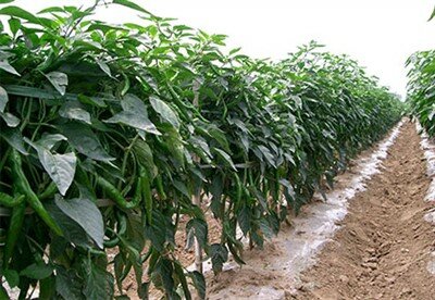 大型青椒種植基地